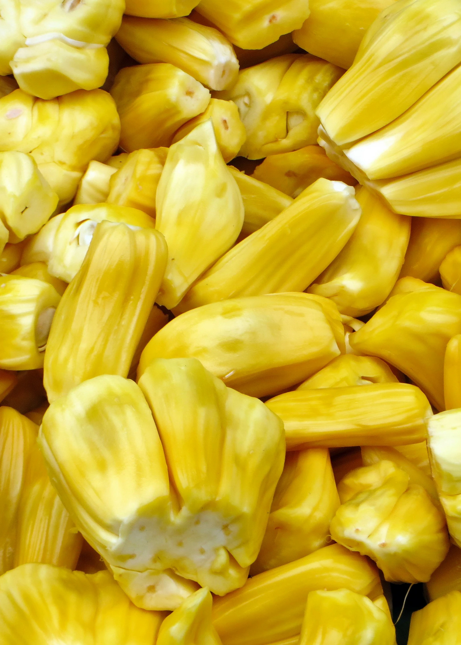 Jackfruit Seedling (Artocarpus Heterophyllus) 2 Jackfruit Seedling (Artocarpus Heterophyllus) - Image 2