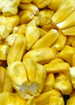 Jackfruit 'Golden Nugget' (Artocarpus Heterophyllus) -Sowexotic Shop jackfruit fruit product f32e97d0 be9c 4b81 a062 813fa336bce3