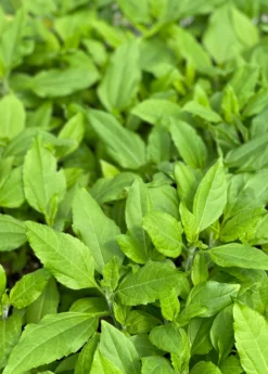 Jerusalem Artichoke (Helianthus Tubersosus) -Sowexotic Shop jerusalemartichokePlantSowExotic 1