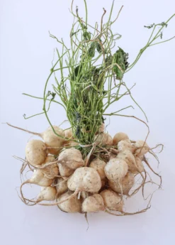 Jicama (Pachyrhizus Erosus) -Sowexotic Shop jicama plant for sale sow exotic