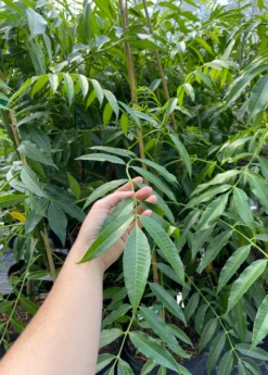 June Plum (Spondias Dulcis) -Sowexotic Shop juneplumsowexotic