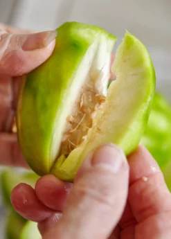 June Plum (Spondias Dulcis) -Sowexotic Shop juneplymsowexotic 2