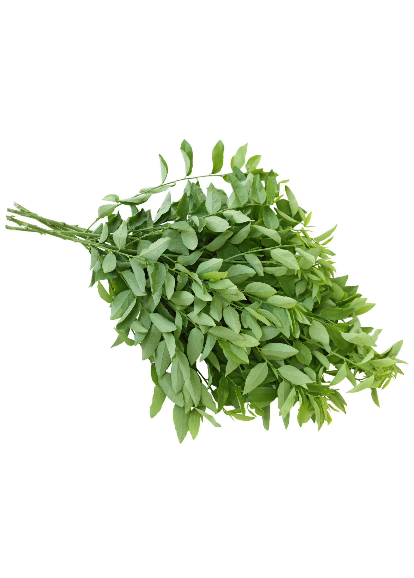 Katuk (Sauropus Androgynus) 4 Katuk (Sauropus Androgynus) - Image 4