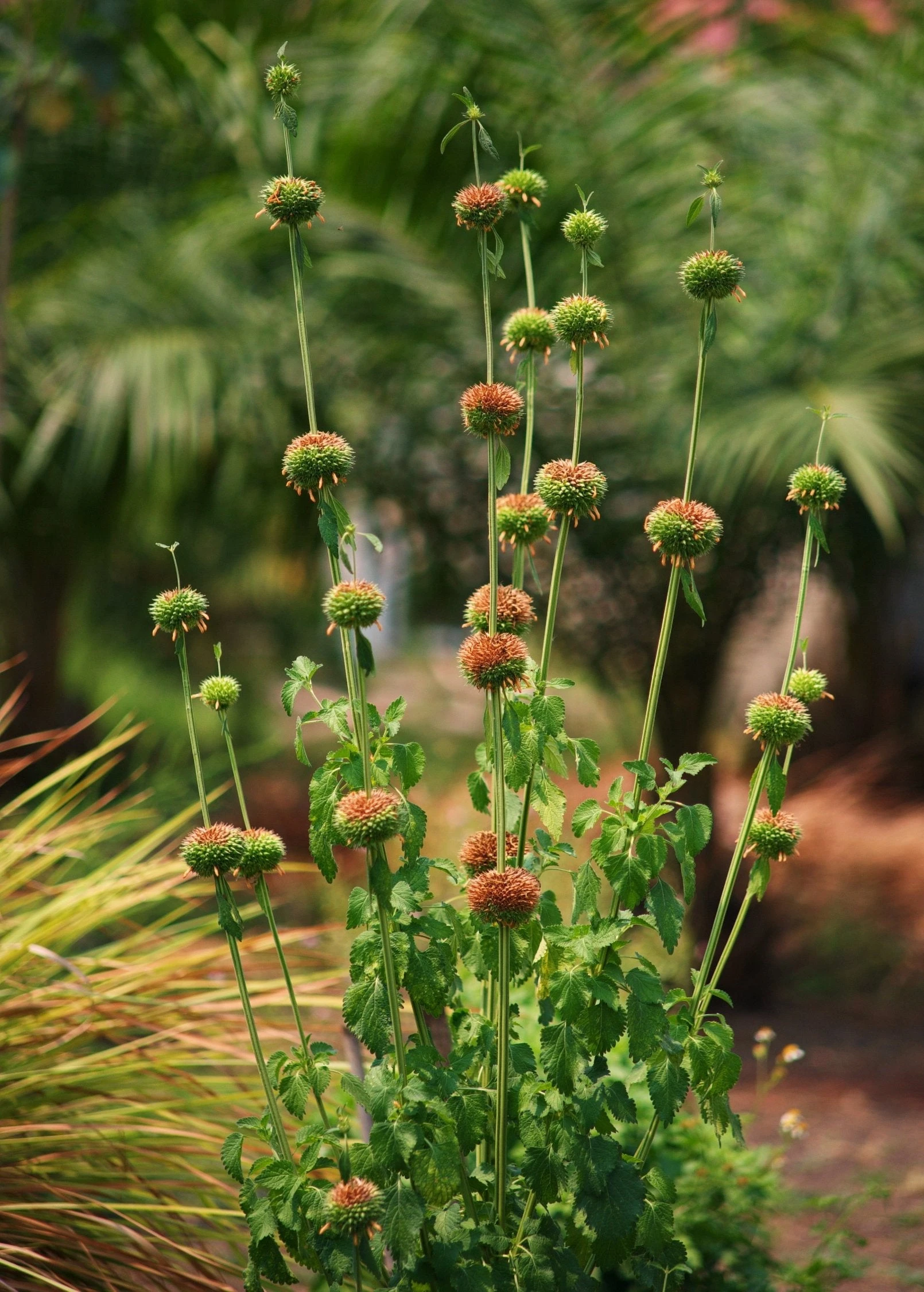 Klip Dagga (Leonotis Nepetifolia) 1 Klip Dagga (Leonotis Nepetifolia)