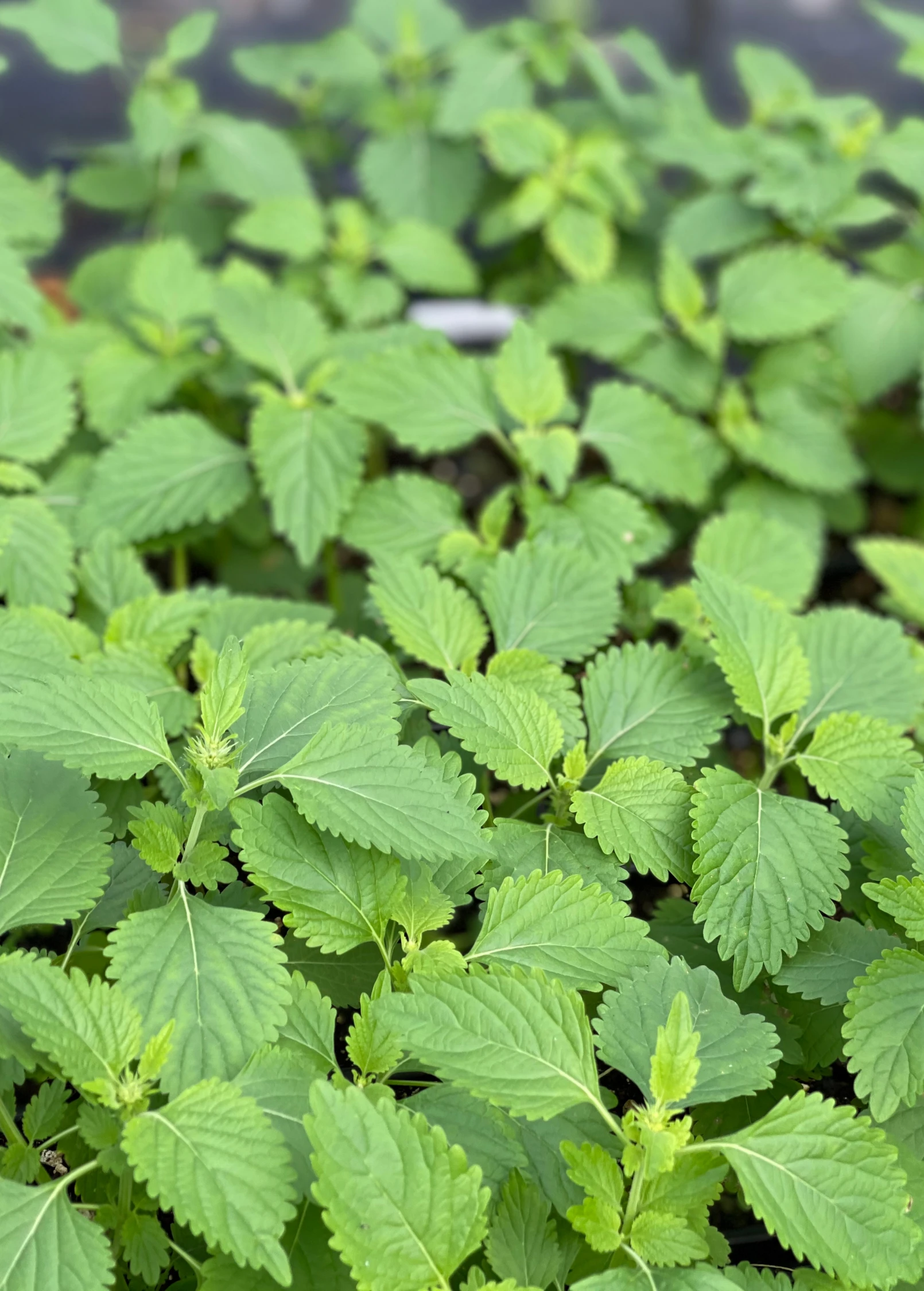 Klip Dagga (Leonotis Nepetifolia) 2 Klip Dagga (Leonotis Nepetifolia) - Image 2