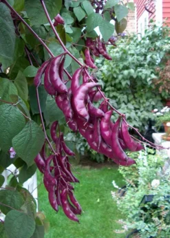 Lablab Bean (Lablab Purpureus)