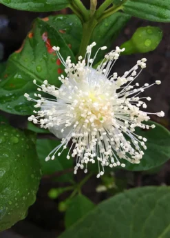 Guava, Lemon (Psidium Littorale) -Sowexotic Shop lemon cattley guava flower