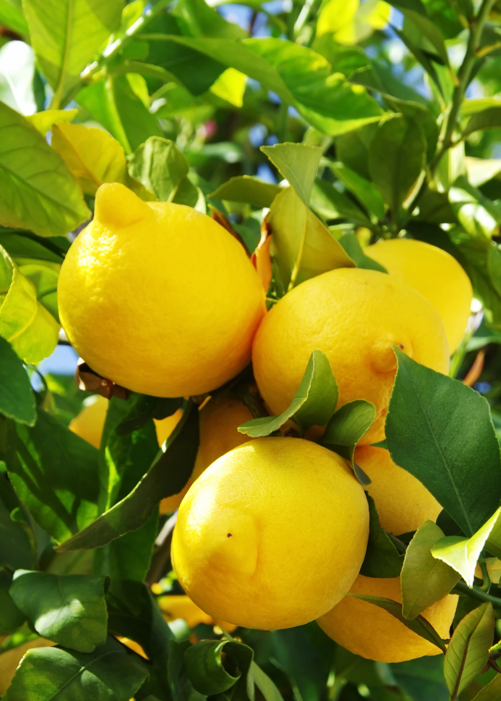 Lisbon Lemon (Citrus × Limon) 1 Lisbon Lemon (Citrus × Limon)