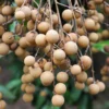 Longan, Pink 'Sri Chompoo' (Dimocarpus Longan)
