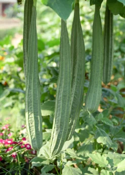 Loofah Gourd (Luffa Aegyptiaca) -Sowexotic Shop loofah luffa gourd fruit on the vine 1