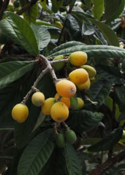 Loquat Seedling (Eriobotrya Japonica) -Sowexotic Shop loquat 2 1610px X 2250px 2108dfa3 d8aa 428a 9986 eb20c8080fe3