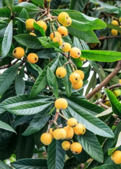 Loquat Seedling (Eriobotrya Japonica) -Sowexotic Shop loquat 3 1610px X 2250px 07ddefb4 135b 467a 8f29 212165ddb016