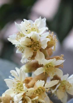 Loquat 'Christmas' (Eriobotrya Japonica) -Sowexotic Shop loquat flower