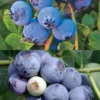 Blueberry Bundle: Sweetcrisp & Biloxi