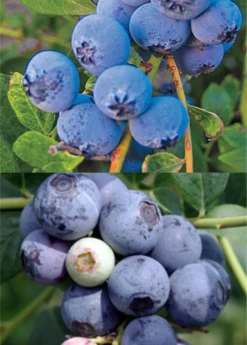 Blueberry Bundle: Sweetcrisp & Biloxi