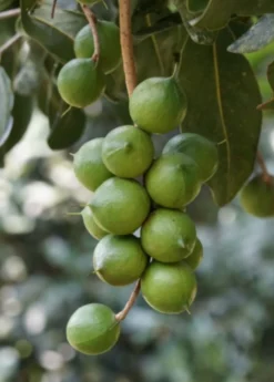 Macadamia 'Queen Anne' (Macadamia Integrifolia) -Sowexotic Shop macadamianutfruittreeforsalesowexoticnursery 2
