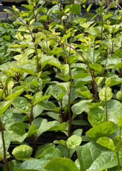 Malabar Spinach (Basella Alba)