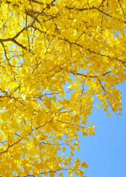 Ginkgo (Ginkgo Biloba)