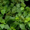 Patchouli (Pogostemon Cablin)