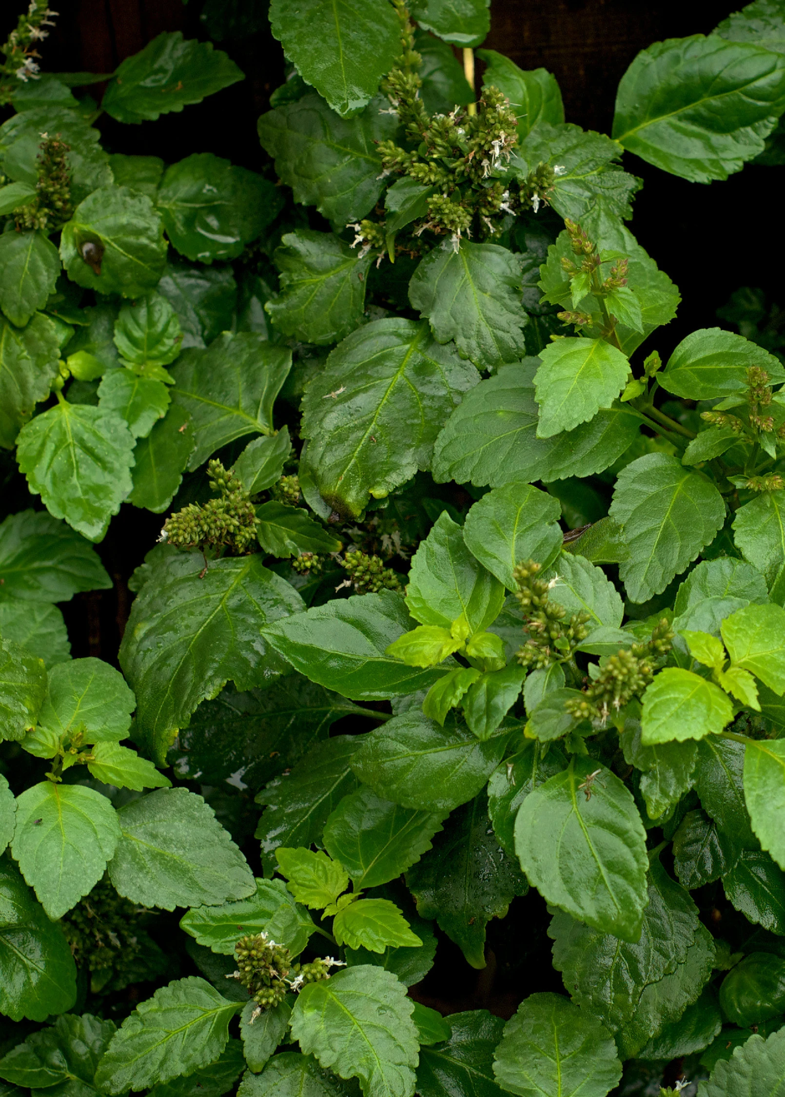 Patchouli (Pogostemon Cablin) 1 Patchouli (Pogostemon Cablin)