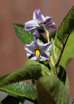 Pepino Dulce (Solanum Muricatum) -Sowexotic Shop pepinoplantforsale 1