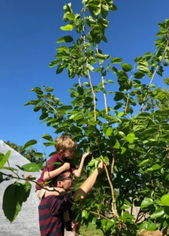 Mulberry 'Shangri La' (Morus Alba X Rubra) -Sowexotic Shop picking mulberries