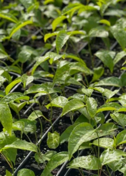 Passion Fruit Vine ‘Purple Possum’ (Passiflora Edulis) -Sowexotic Shop purplepossompassionfruitsowexoticnursery