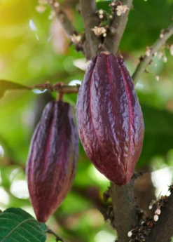 Cacao, Red (Theobroma Cacao) -Sowexotic Shop redcacaotreesowexotic