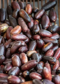 Red Finger Lime (Citrus Australasica) -Sowexotic Shop redfingerlimefruittreeliveplantforsalesowexotic 2