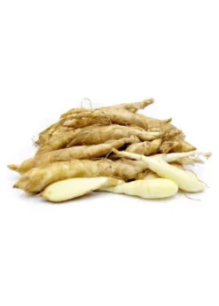 Arrowroot (Maranta Arundinacea) -Sowexotic Shop regulararrowrootMarantaarundinacea