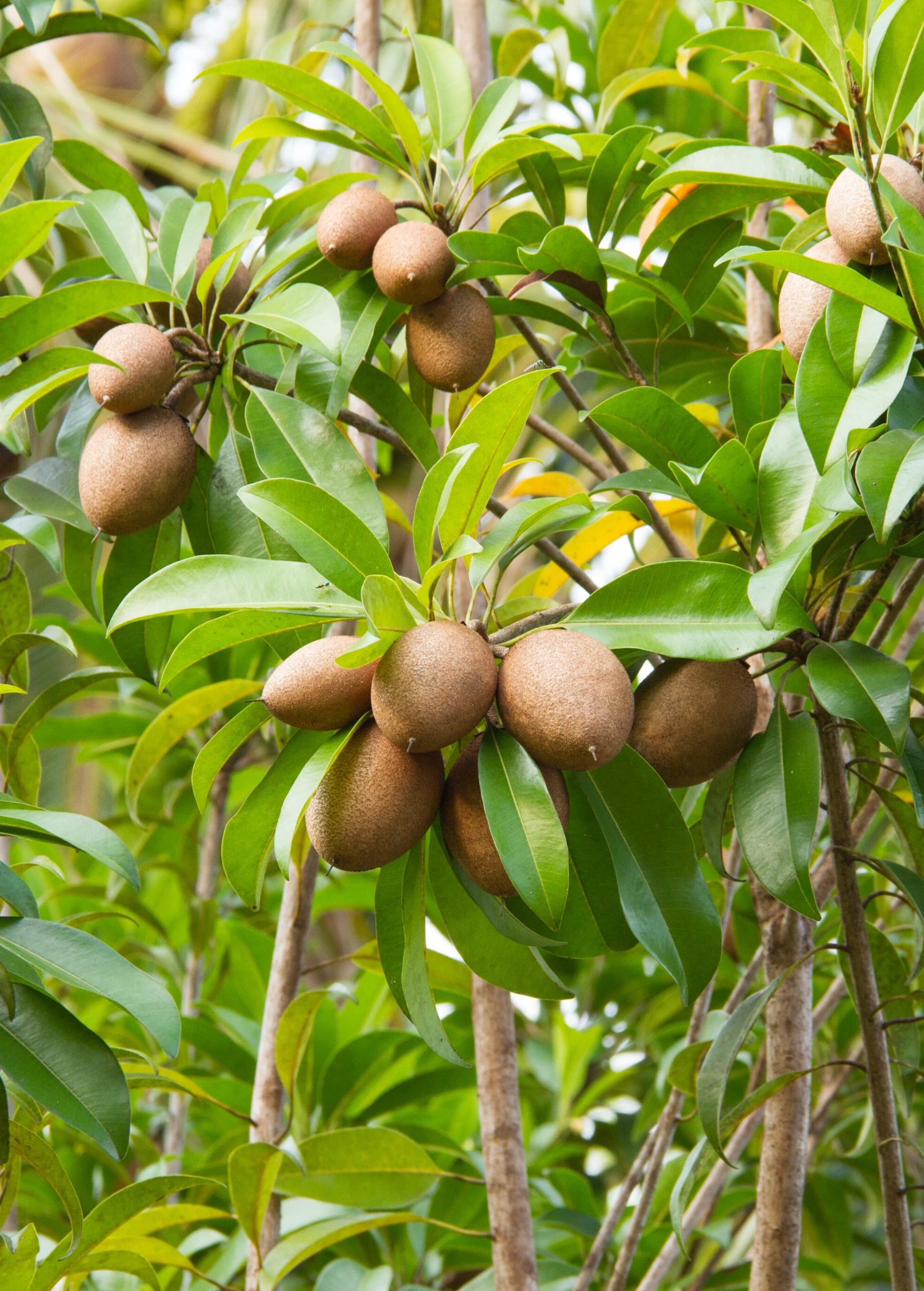 Sapodilla 'Alano' (Manilkara Zapota) 1 Sapodilla 'Alano' (Manilkara Zapota)