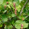 Sea Grape (Coccoloba Uvifera)
