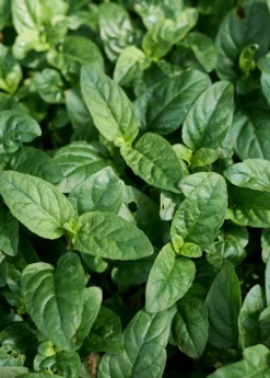 Self Heal Herb (Prunella Vulgaris) -Sowexotic Shop selfhealliveplantforsalesowexoticPrunellavulgaris