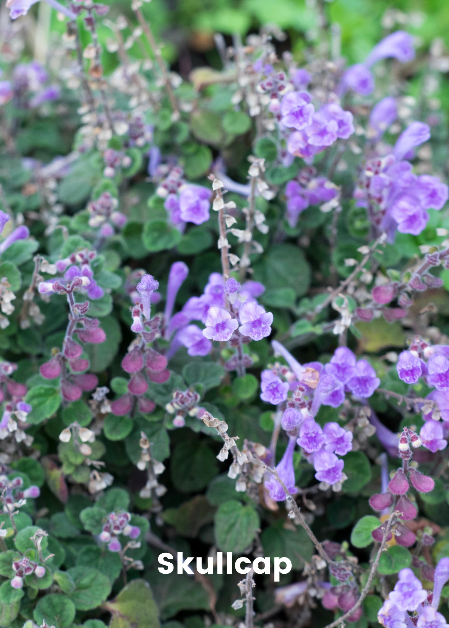Adaptogen Herb Bundle: Gotu Kola, Skullcap, Ashwagandha, Tulsi 3 Adaptogen Herb Bundle: Gotu Kola, Skullcap, Ashwagandha, Tulsi - Image 3