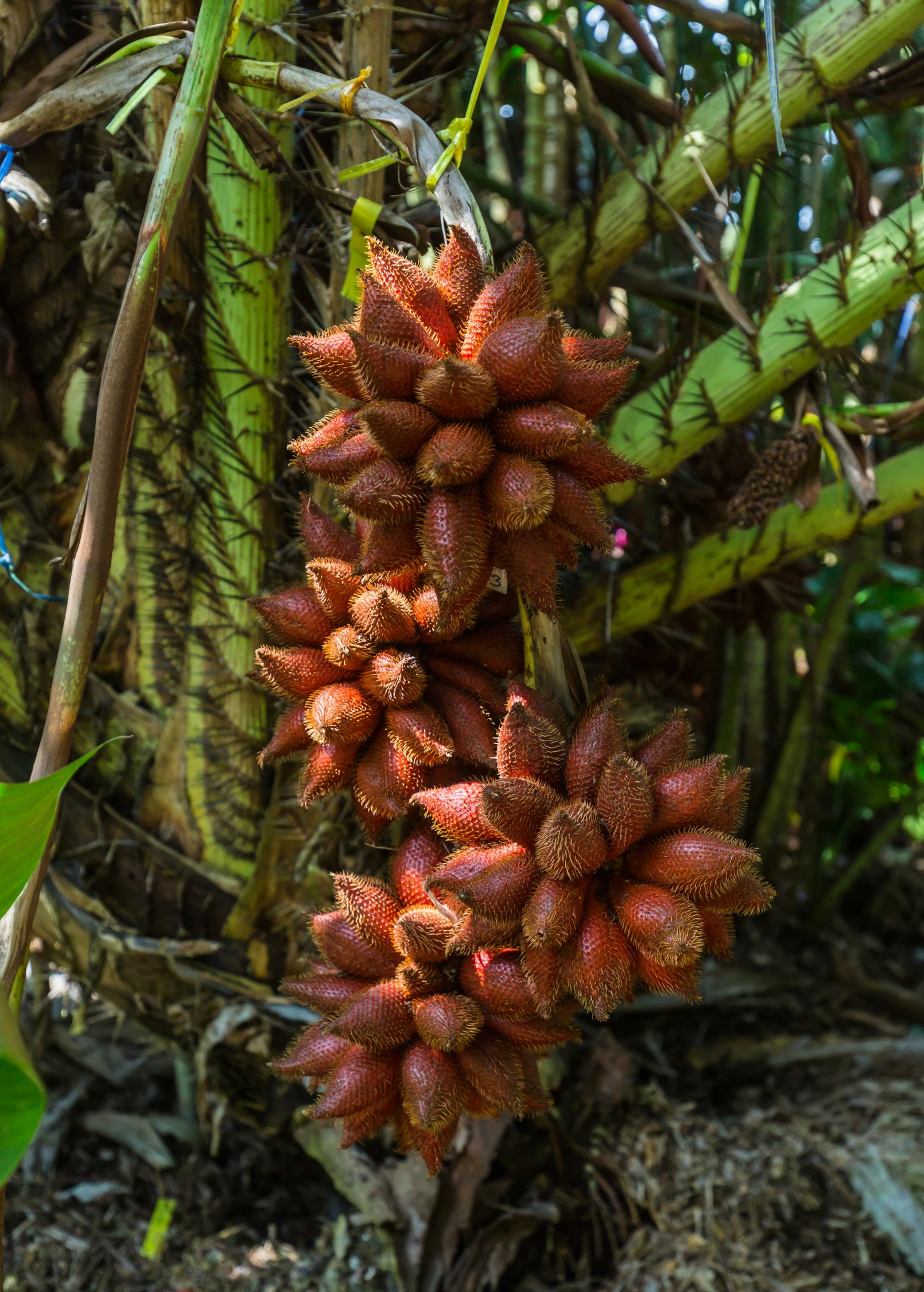 Snake Fruit (Salacca Zalacca) 2 Snake Fruit (Salacca Zalacca) - Image 2