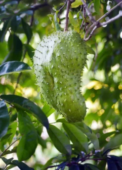 Soursop (Annona Muricata) -Sowexotic Shop soursop fruit tree
