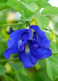 Butterfly Pea (Clitoria Ternatea) -Sowexotic Shop sow exotic live butterfly pea plant for sale