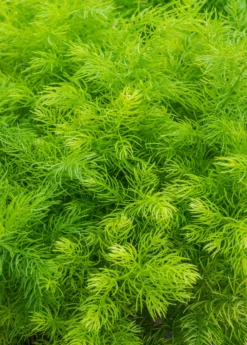 Shatavari (Asparagus Racemosus) -Sowexotic Shop sow exotic live shatavari plant for sale