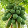 Papaya, 'Dwarf Red Lady' (Carica Papaya)