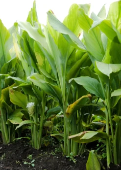 Turmeric, Orange (Curcuma Longa) -Sowexotic Shop sowexoticplantnurseryturmeric