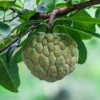 Sugar Apple Seedling (Annona Squamosa)