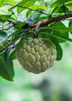 Sugar Apple Seedling (Annona Squamosa)