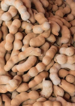 Tamarind (Tamarindus Indica) -Sowexotic Shop sweetthaitamarindsowexotic 1