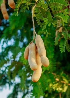 Tamarind 'Thai Sweet' (Tamarindus Indica) -Sowexotic Shop sweetthaitamarindsowexotic 2 e18cd9ea 15d2 4c6b b5da 1365c42ec084