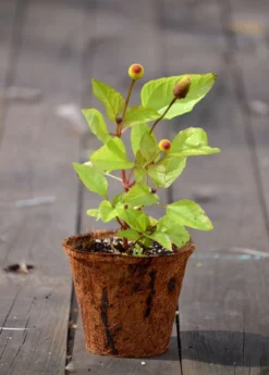 Electric Daisy Toothache Plant (Spilanthes Acmella) -Sowexotic Shop toothache plant