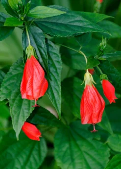 Turk's Cap (Malvaviscus Arboreus)