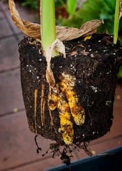 Turmeric, Orange (Curcuma Longa) -Sowexotic Shop turmeric Curcuma longa root plant in a pot