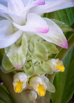 Turmeric, Orange (Curcuma Longa) -Sowexotic Shop turmeric flower
