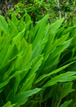 Turmeric, Orange (Curcuma Longa) -Sowexotic Shop turmeric foliage