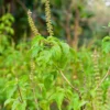 Tulsi 'Vana' (Ocimum Gratissimum)